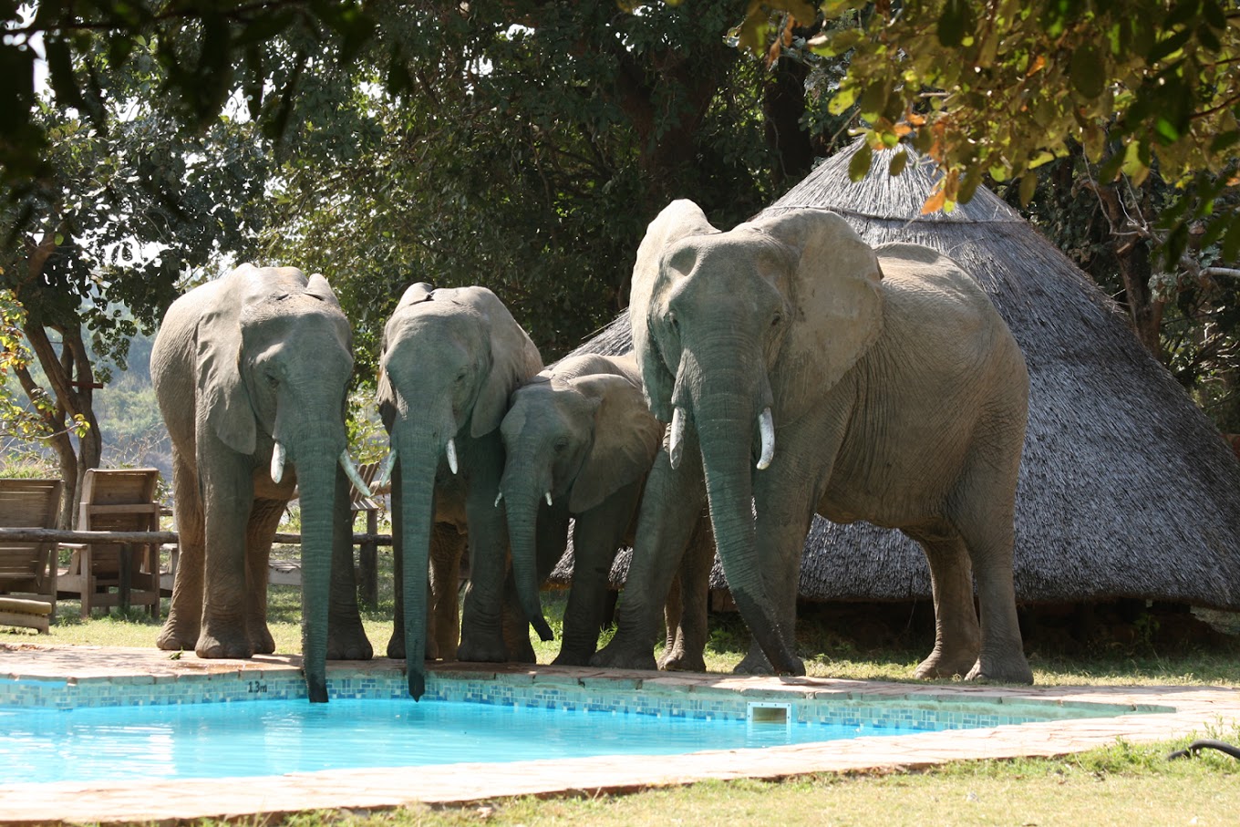 Elephants drinking from pool