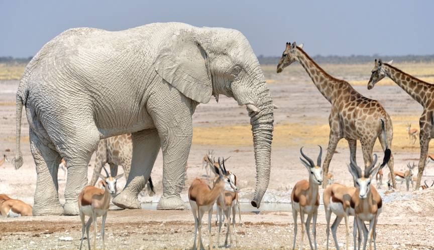 Etosha National Park Safari 1