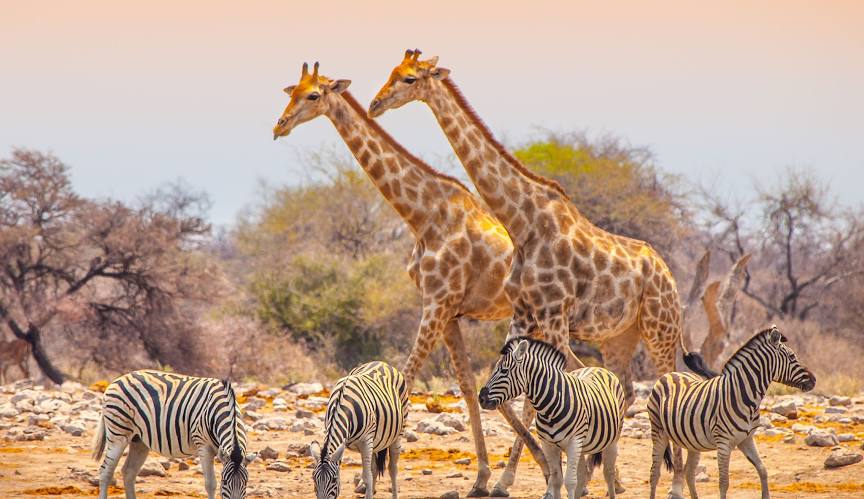 Etosha National Park Safari 2