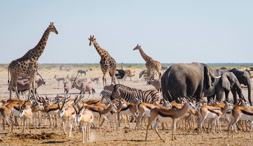 Etosha National Park Safari 3