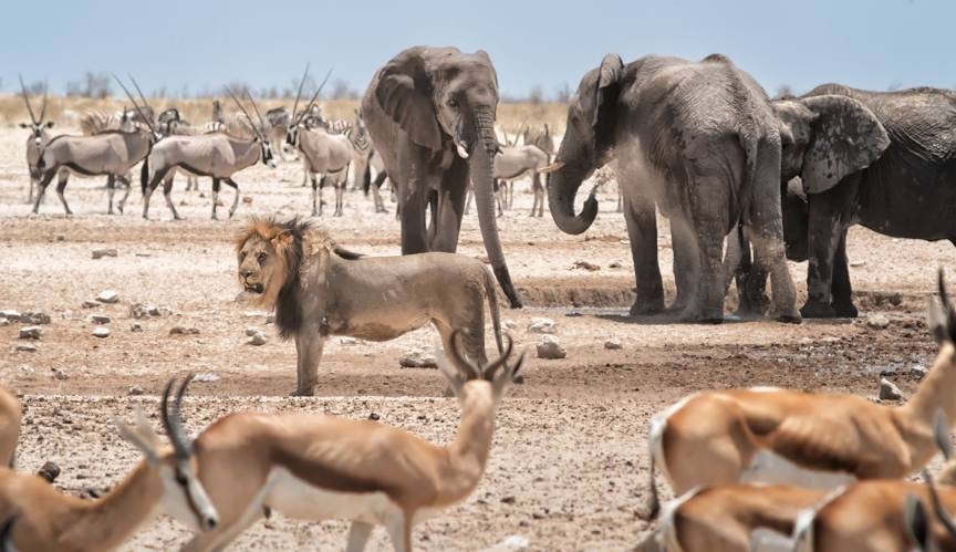 Etosha National Park Safari 4