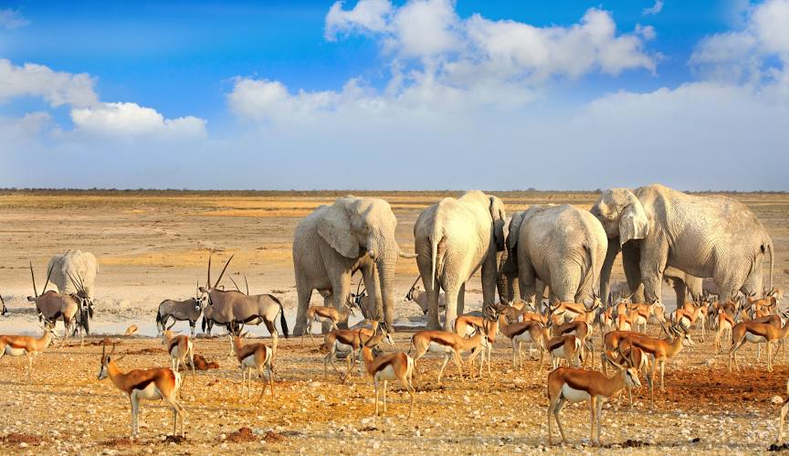 Etosha National Park Safari 5