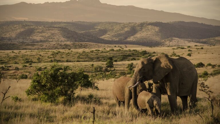 Kenya-Laikipia-Elephant-family-975228628-768x432