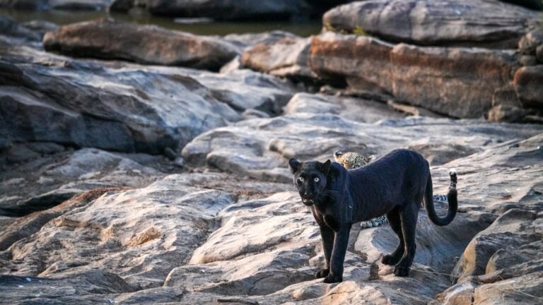 Kenya-Laikipia-Suyian-Conservancy-black-melanistic-leopards-1-Website-1920x1080-fill-gravityauto-Q_AutoBest-768x432