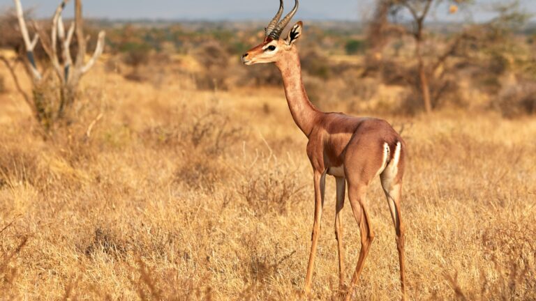 Kenya-Laikipia-Suyian-Conservancy-gerenuk-3-Website-1920x1080-fill-gravityauto-Q_AutoBest-768x432