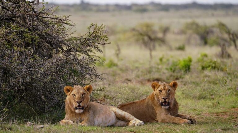 Kenya-Laikipia-Suyian-Conservancy-lions_4-768x432