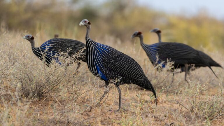 Kenya-Laikipia-Suyian-Conservancy-vulturine-guineafowl-1-768x432