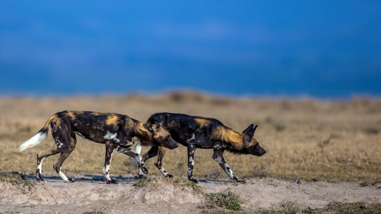 Laikipia_Wild_Dogs-1474574013-Website-1920x1080-fill-gravityauto-Q_AutoBest-768x432