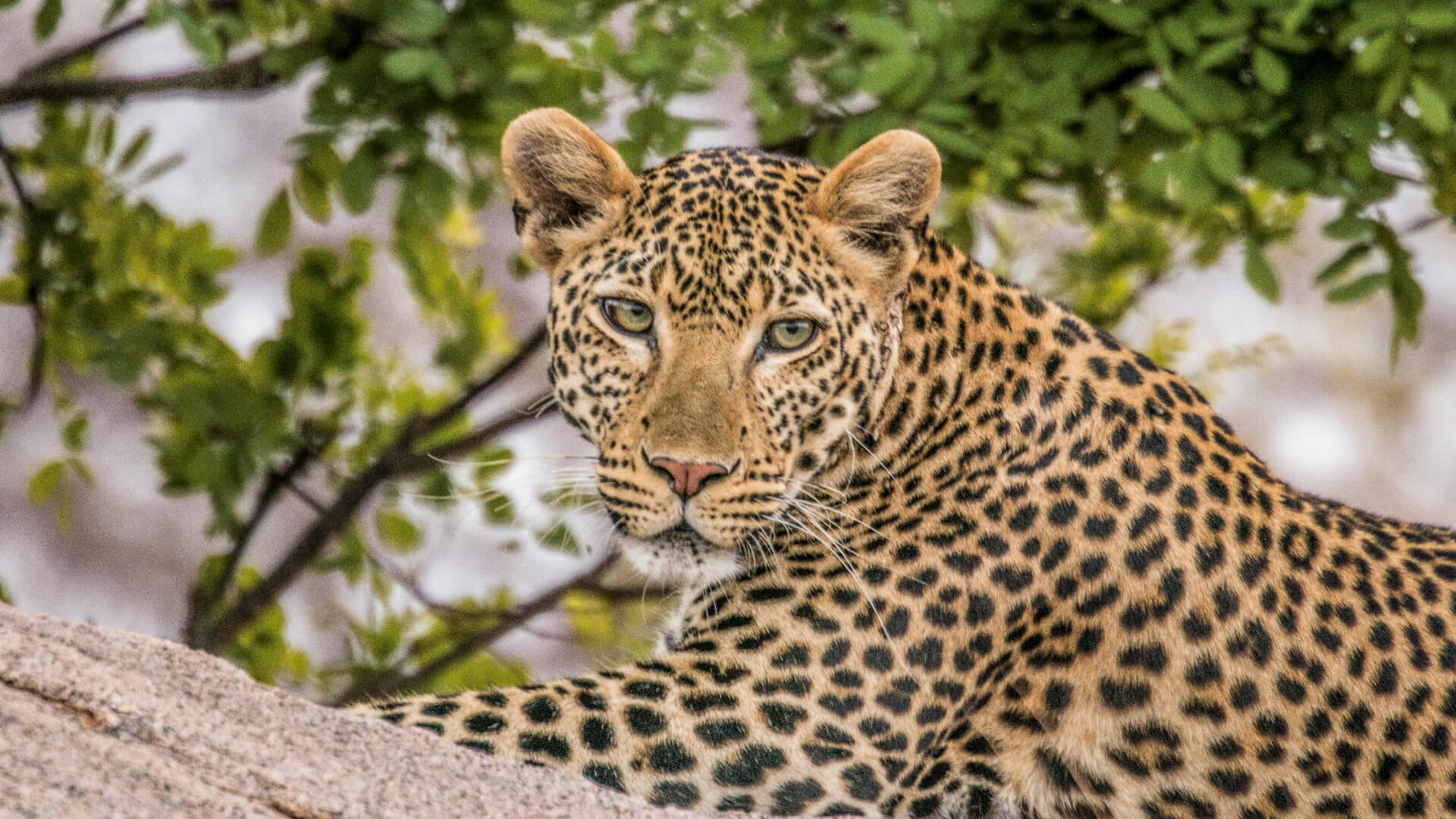Leopard-in-tree-in-Masai-Mara-Kenya