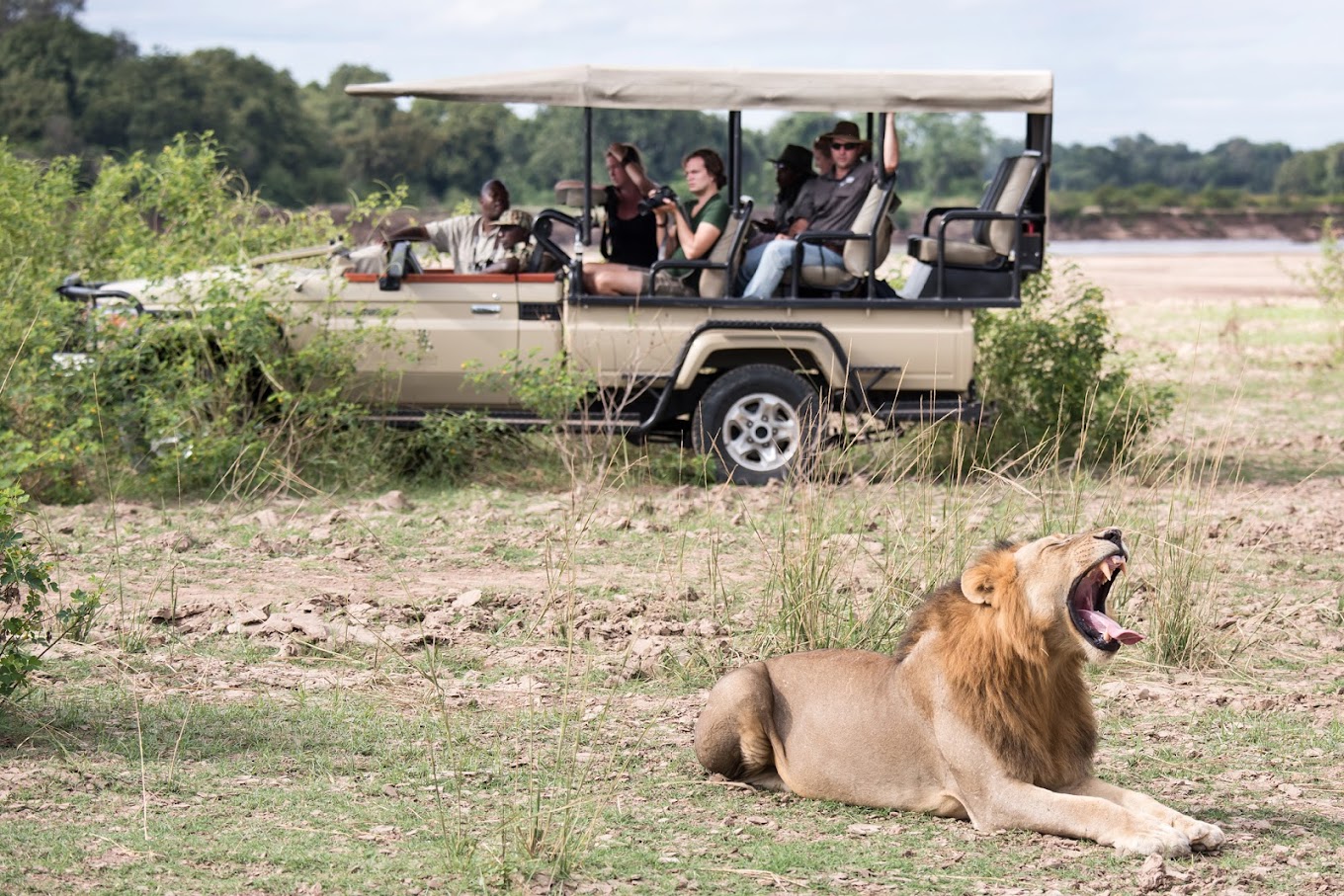 Lion Yawn
