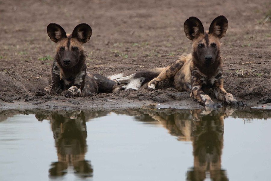 Nottens-Bush-Camp-Wild-dog