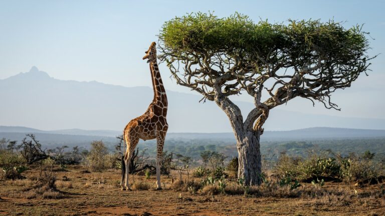 Reticulated-giraffe-1447472752-Website-1920x1080-fill-gravityauto-Q_AutoBest-1-768x432