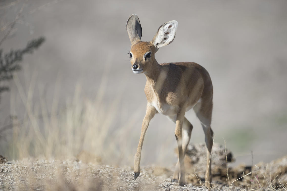 See-amazing-wildlife-at-Ongava-Etosha-National-Park