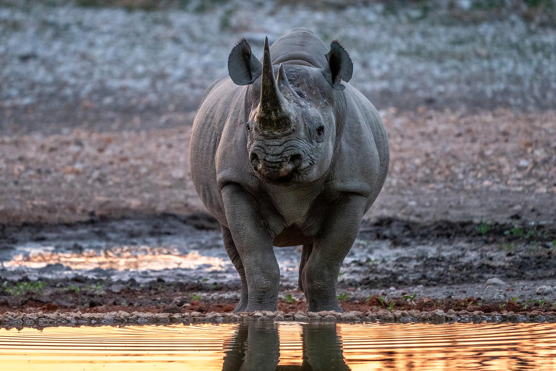 See-wildlife-at-Ongava-Etosha-National-Park