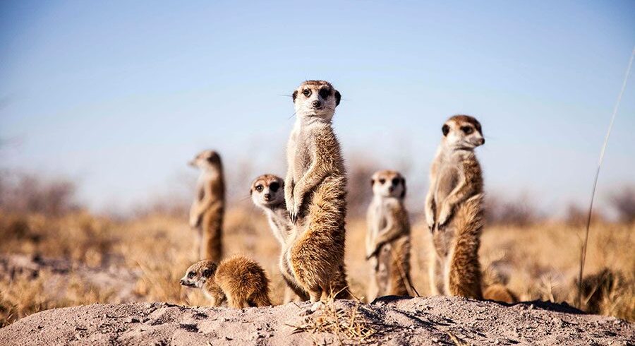 edit-meerkats_11