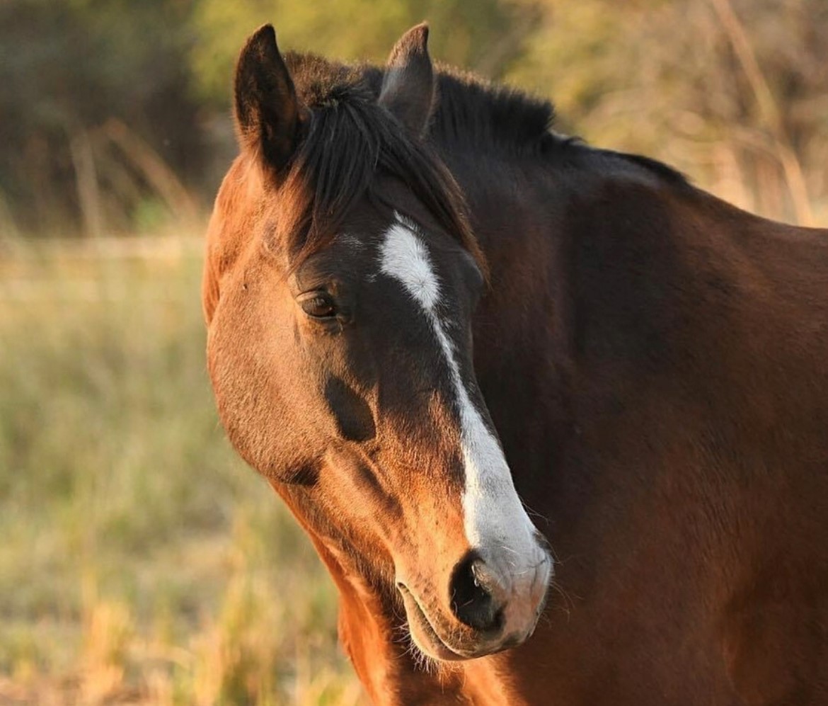 horse