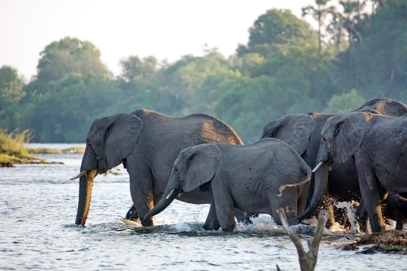 Herd of elephants crossing the Zambezi River near Victoria Falls, Zimbabwe